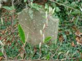 image of grave number 319067